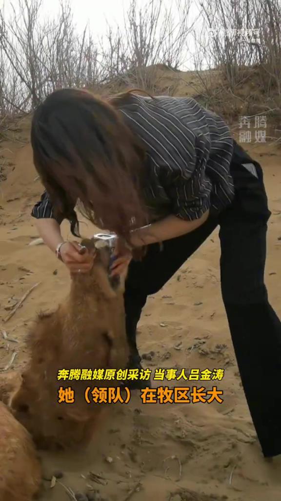 网友沙漠遇脱水骆驼，女孩施救展温柔力量