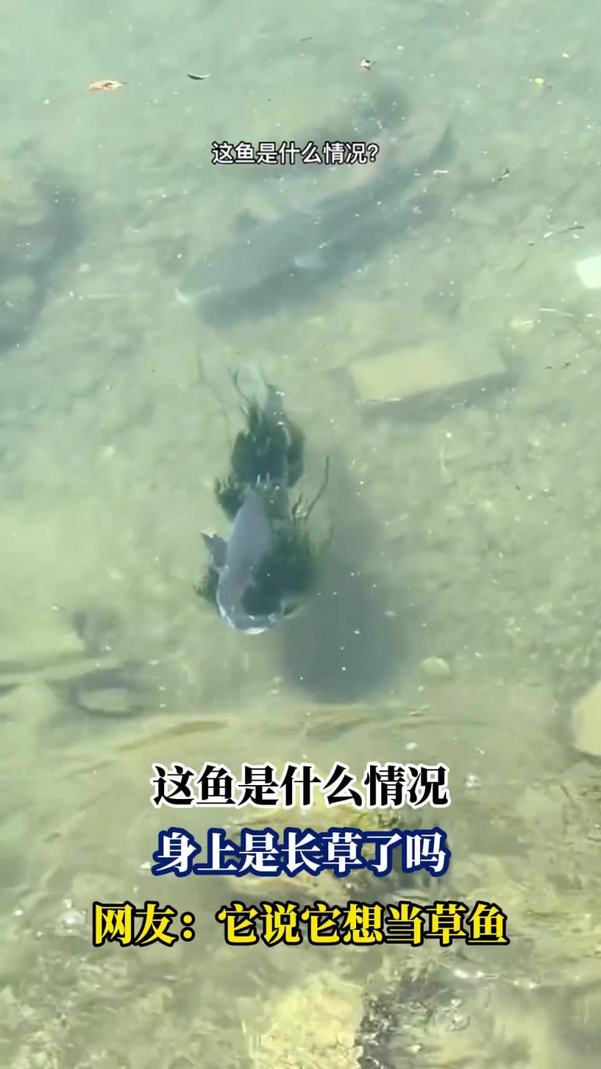 这鱼是什么情况，身上是长草了吗，网友：它说它想当草鱼