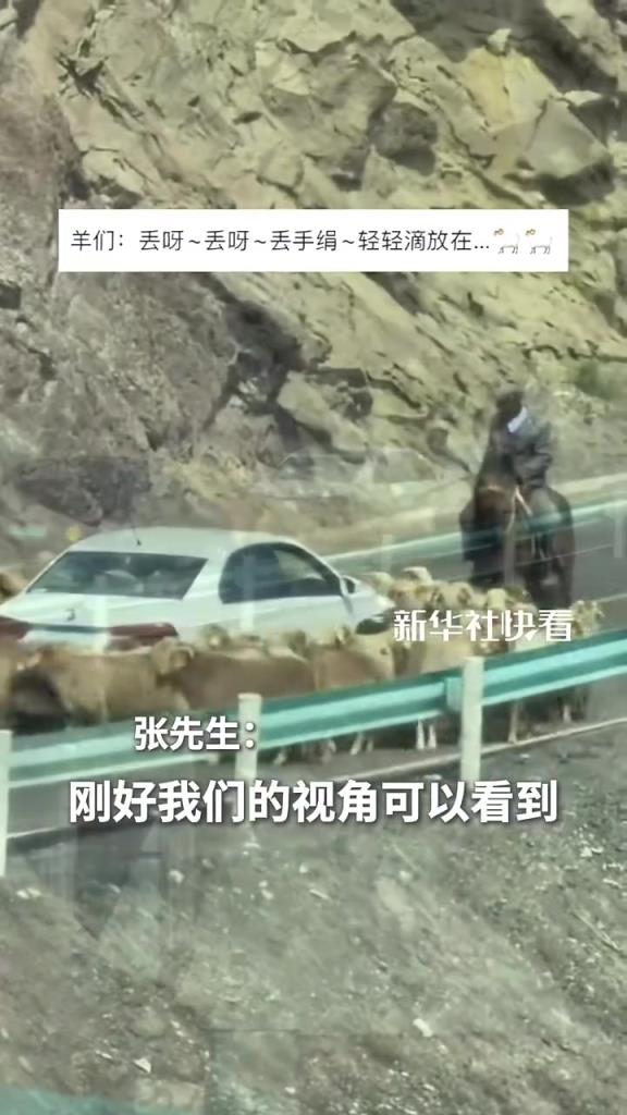 意想不到的堵车原因，羊群公路上围着车转圈，在场所有人都蒙圈了