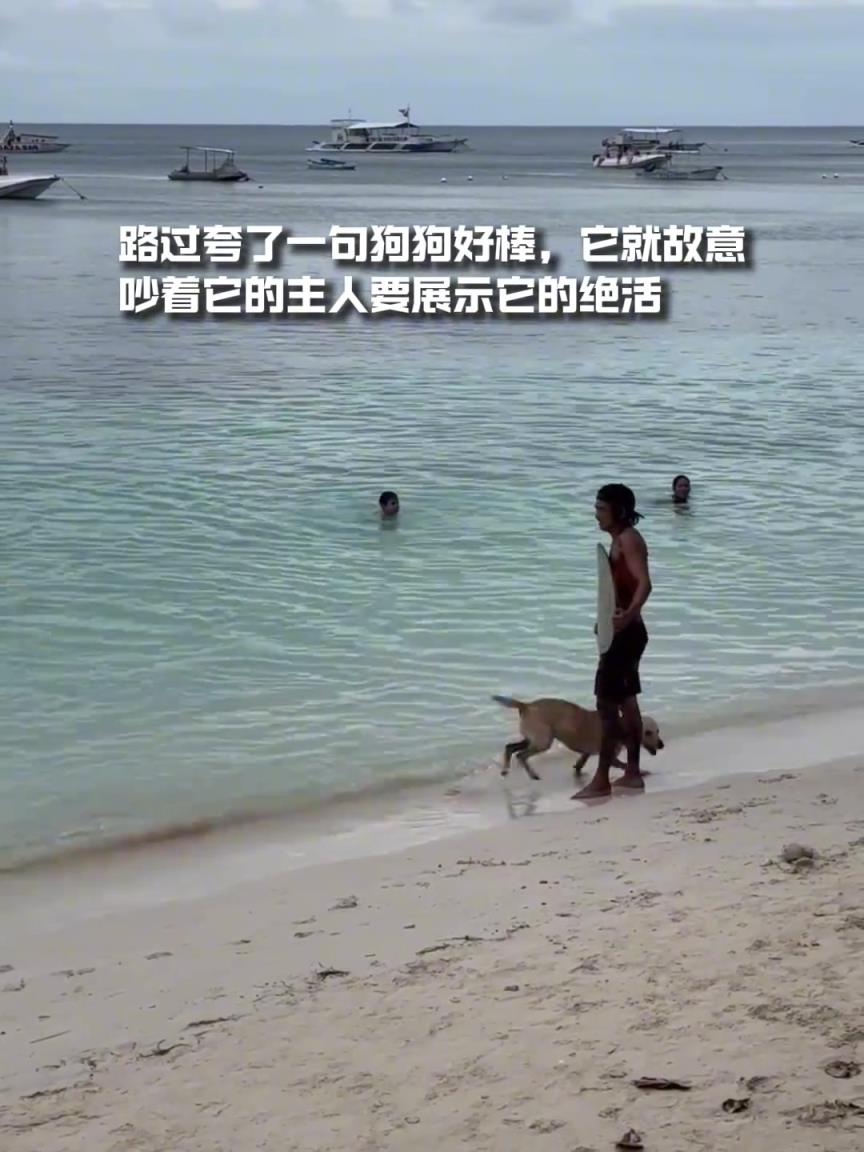 我居然看见一只狗在冲浪，而我正在上班
