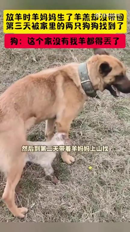 放羊時(shí)羊媽媽產(chǎn)羔未帶回，第三天家中兩狗尋到