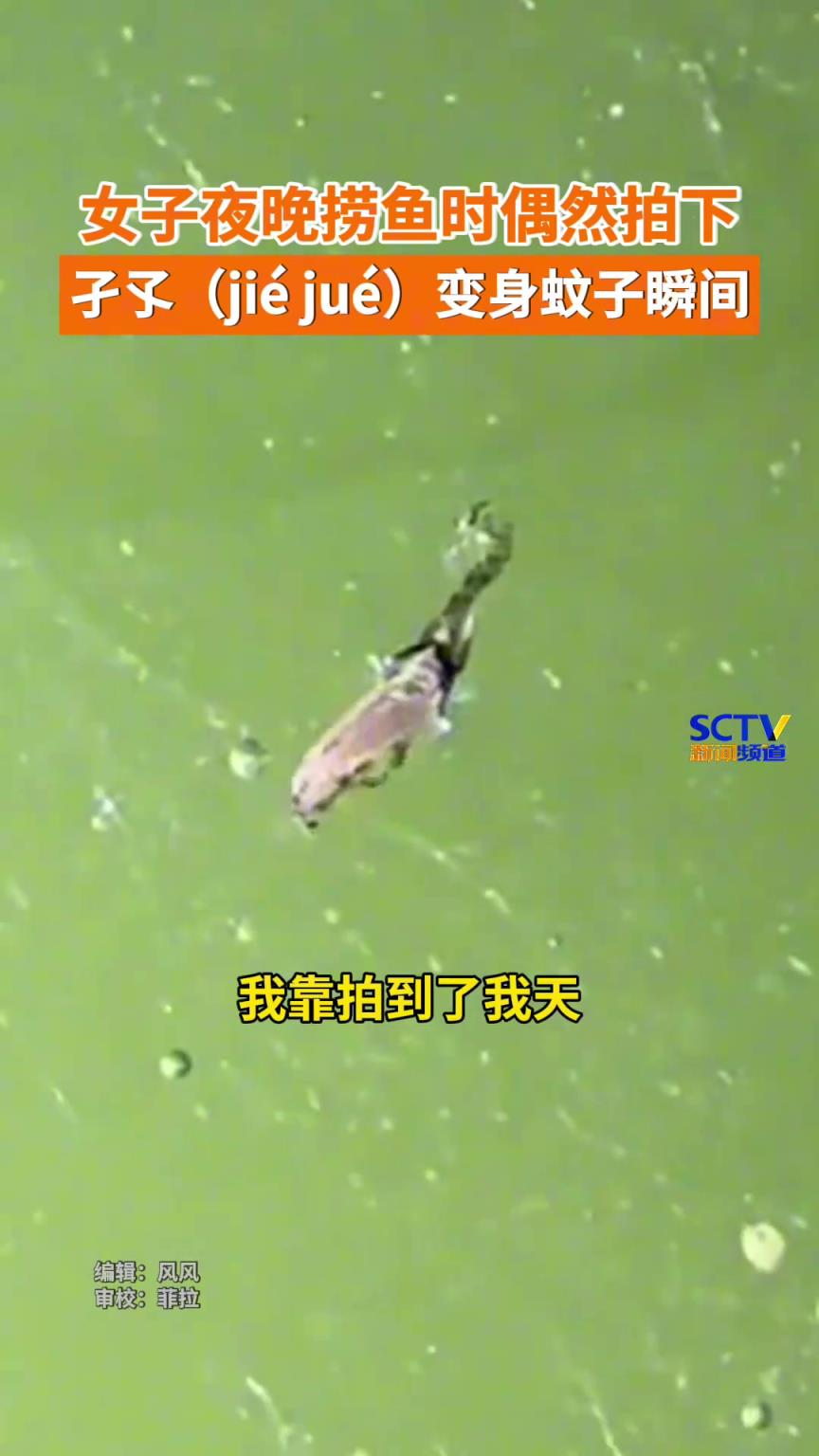 女子夜晚?yè)启~時(shí)，偶然間拍下孑孓羽化成蚊過(guò)程。