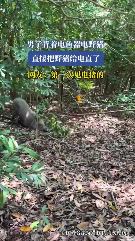 男子背着电鱼器电野猪，直接把野猪给电直了