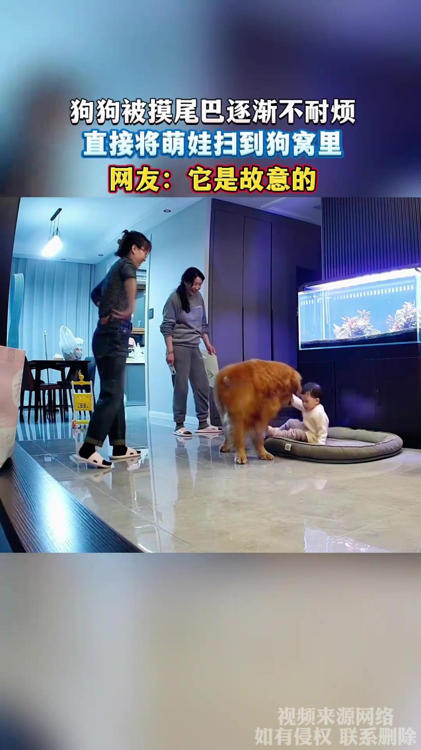 狗狗被摸尾巴逐漸不耐煩，直接將萌娃掃到狗窩里，網(wǎng)友：它故意的