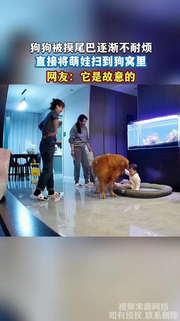 狗狗被摸尾巴逐漸不耐煩 直接將萌娃掃到狗窩里