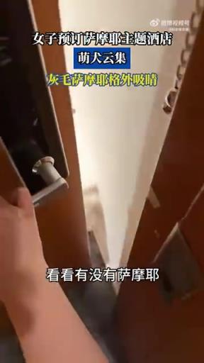 女子预订萨摩耶酒店，灰毛萌犬吸睛