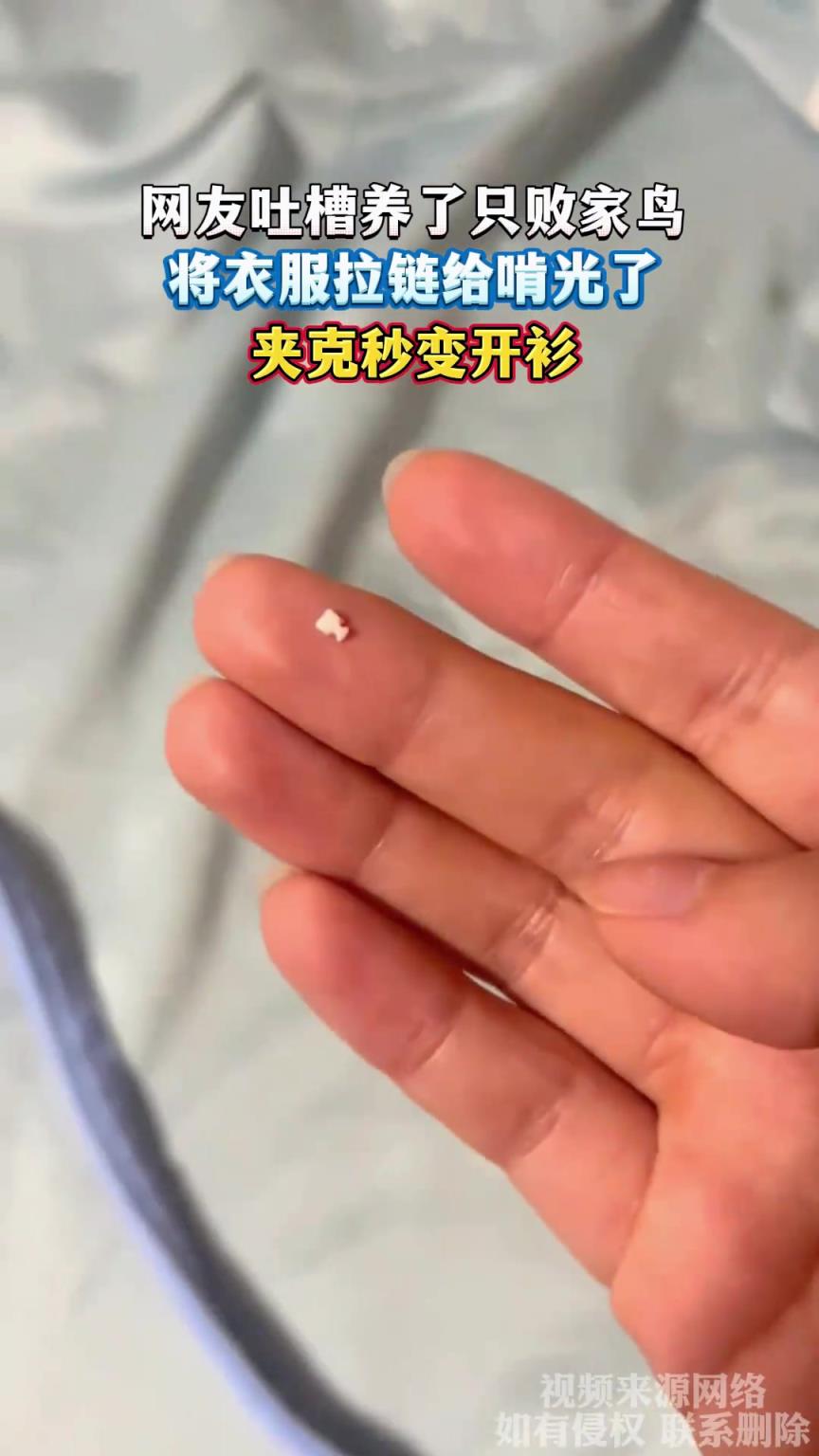 網(wǎng)友吐槽養(yǎng)了只敗家鳥，將衣服拉鏈給啃光了，夾克秒變開衫