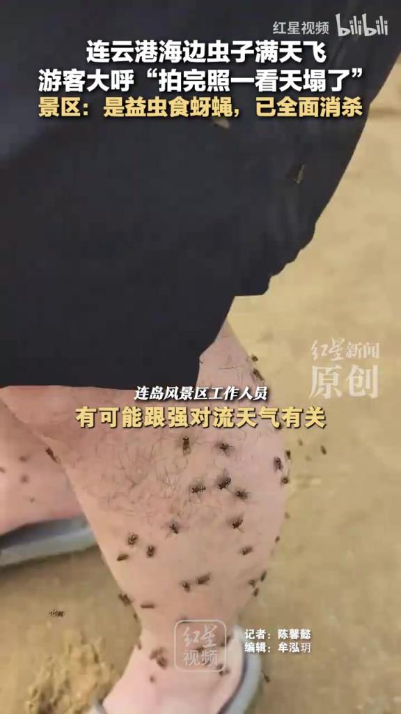 連云港海邊蟲子滿天飛 游客大呼“拍完照一看天塌了”