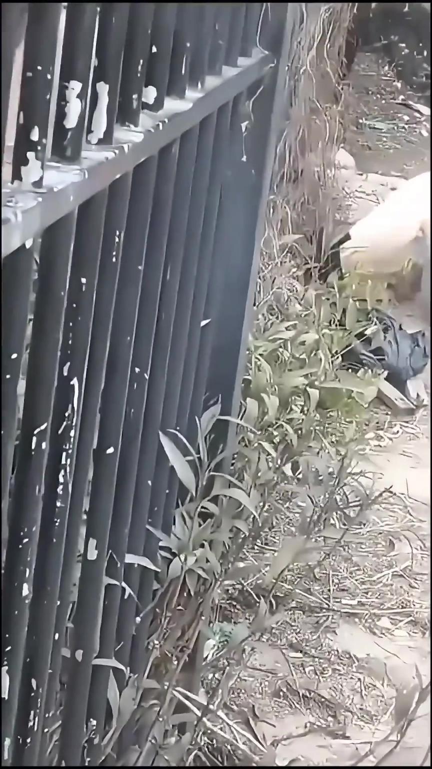 女生翻圍墻摔得不輕啊，裙子都被扯掉了??！