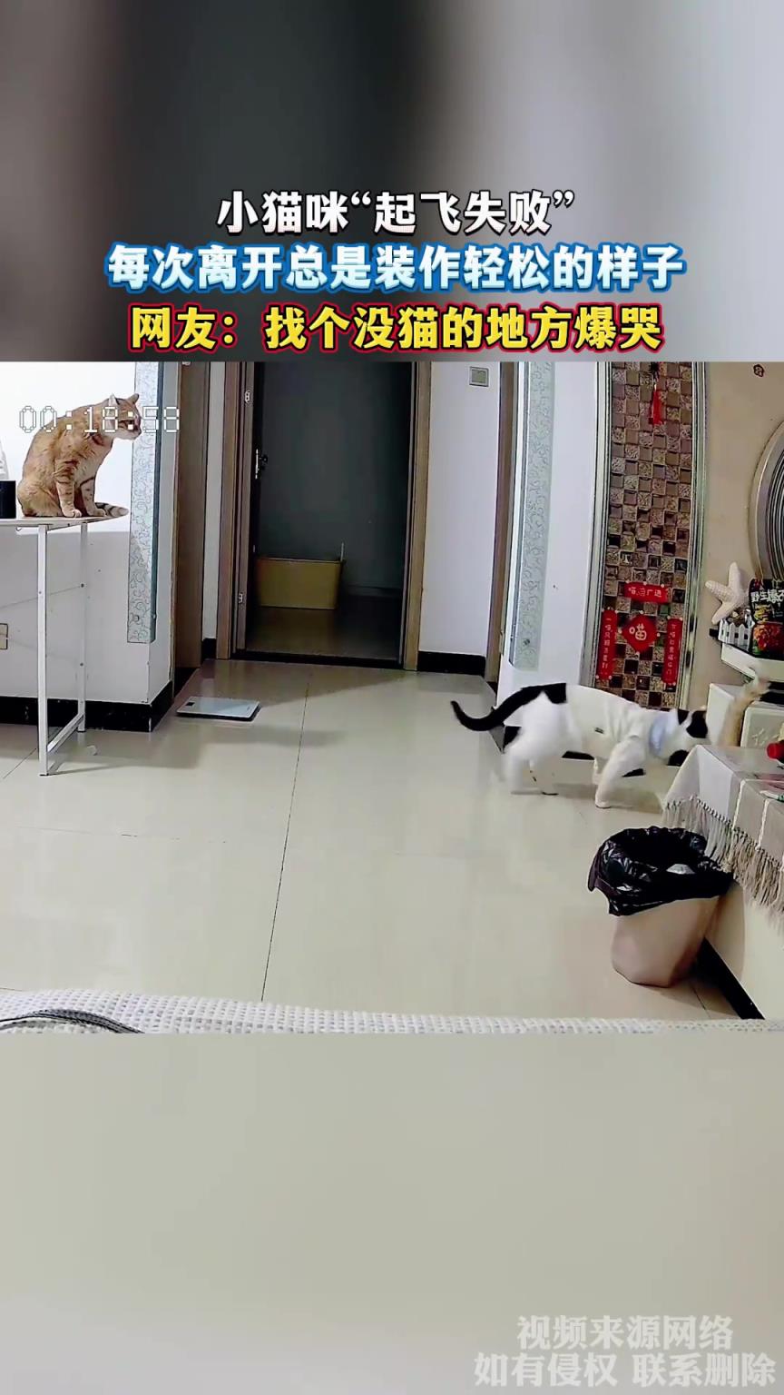 小貓咪“起飛失敗”，每次離開總是裝作輕松的樣子
