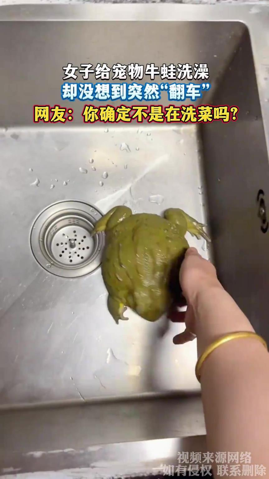 女子給寵物牛蛙洗澡，卻沒想到突然“翻車”