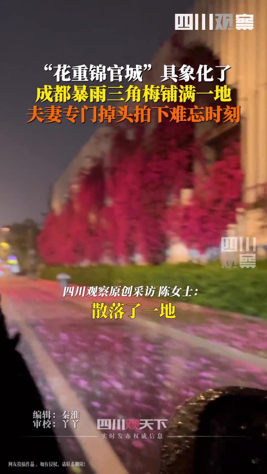 暴雨夜三角梅花瓣鋪滿路面 ，“花重錦官城”在這一刻具象化了！