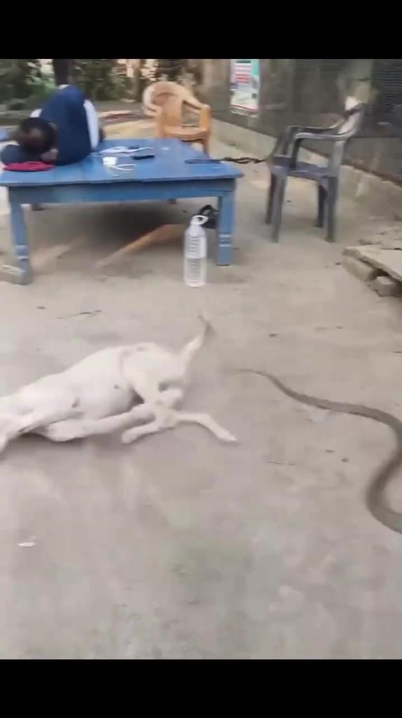 狗：死腿快動啊！