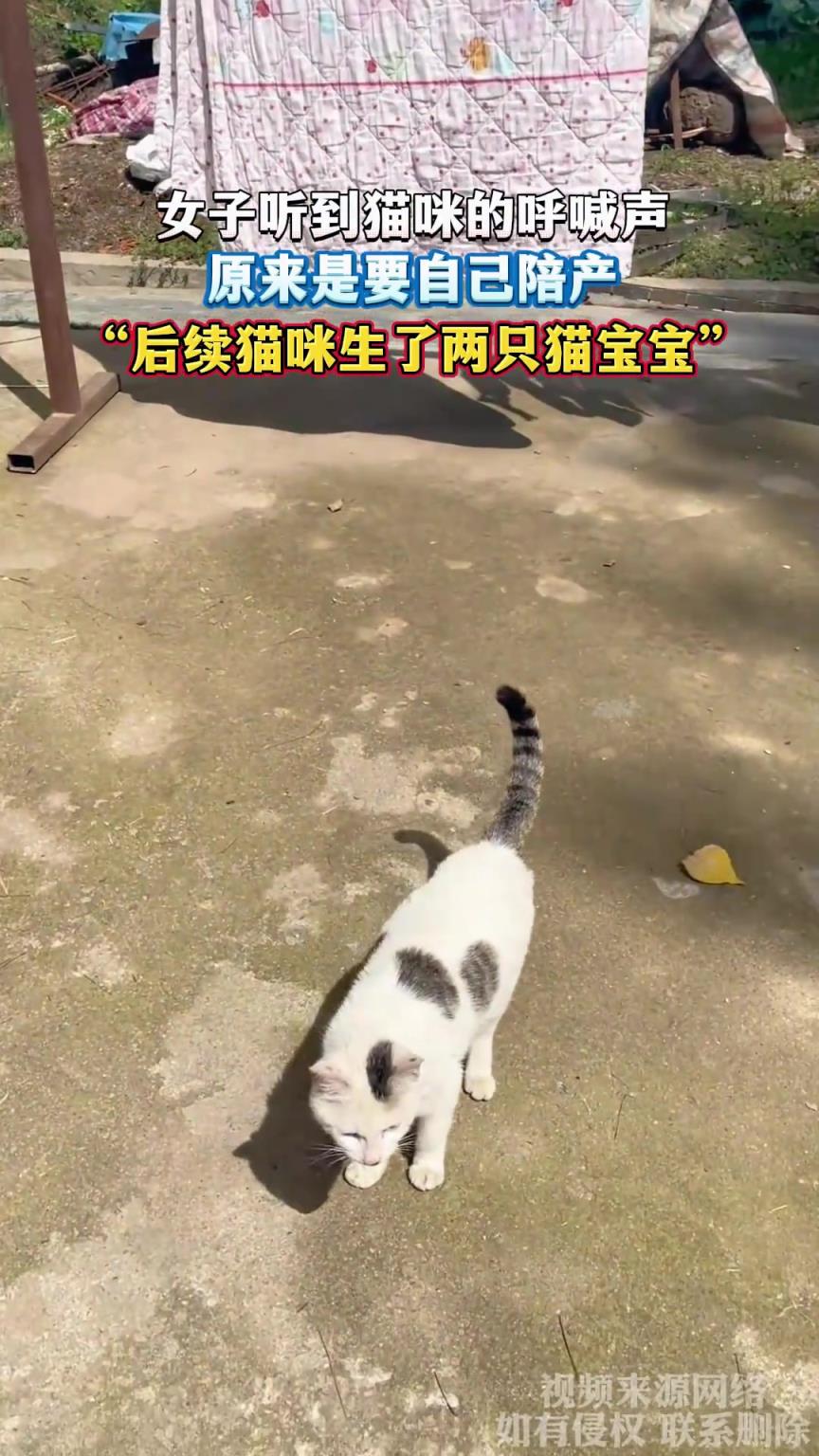 女子聽到貓咪呼喊聲，原來是要自己陪產(chǎn)，后續(xù)貓咪生了兩只貓寶寶