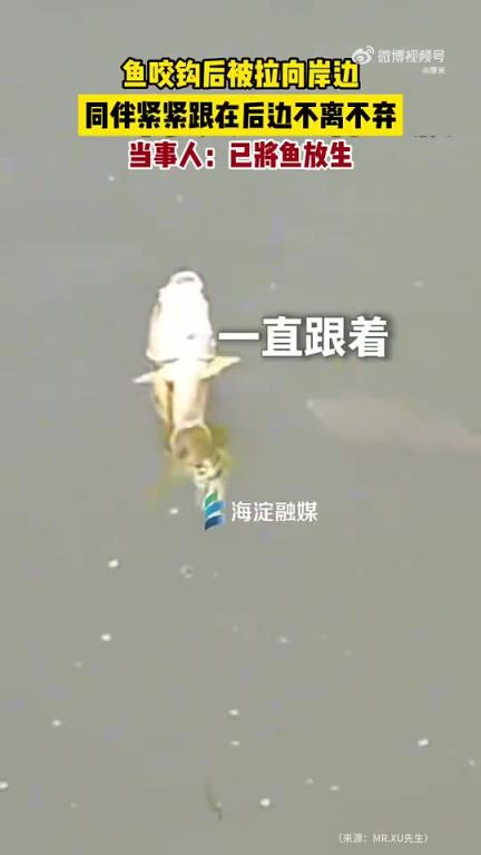 鱼咬钩被拉向岸边，同伴紧紧跟随不离不弃