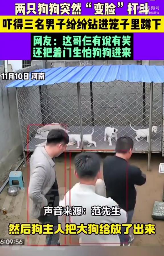 狗:你們不僅看上我的孩子，還看上了我的房子？