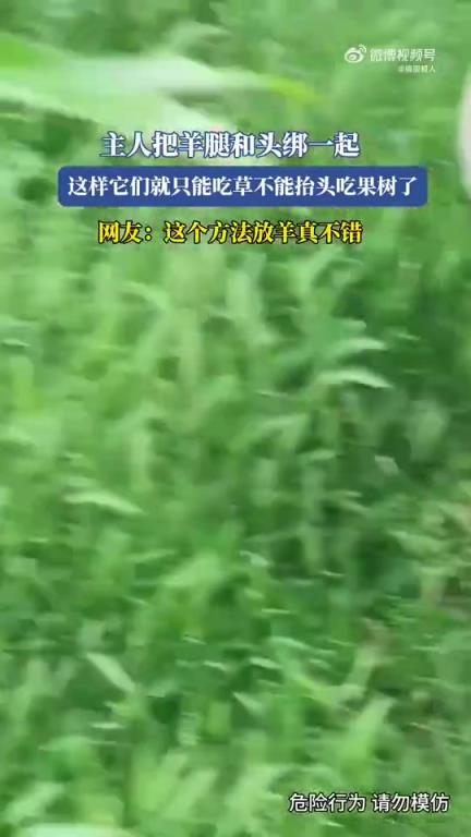 主人将羊腿和头绑一起，限制其吃果树只能吃草