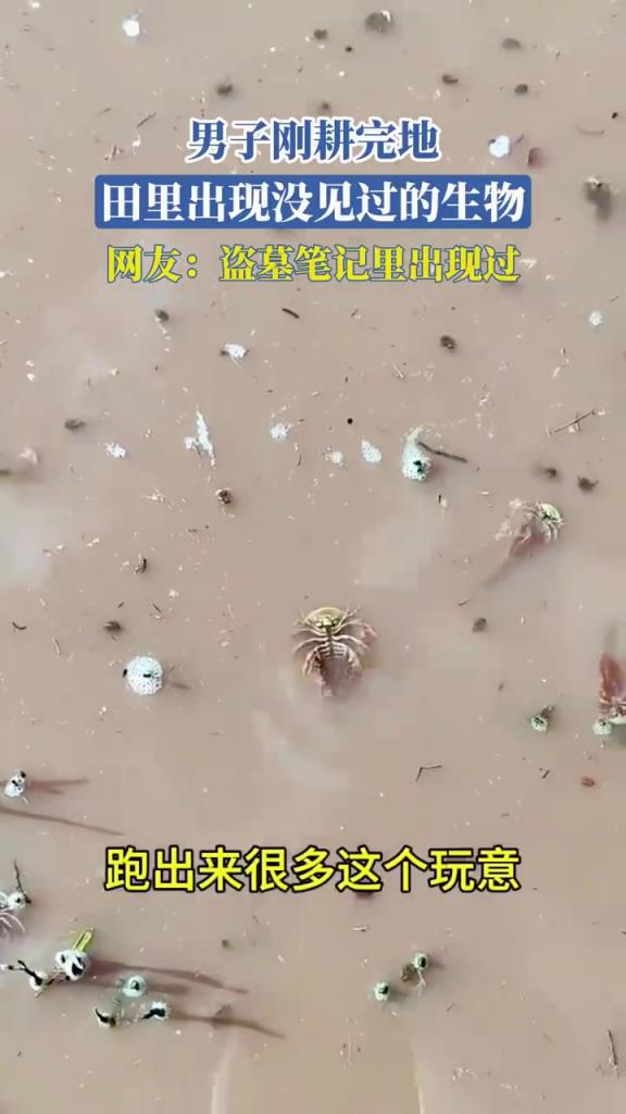 男子耕地后田里現(xiàn)不明生物，網(wǎng)友聯(lián)想盜墓筆記