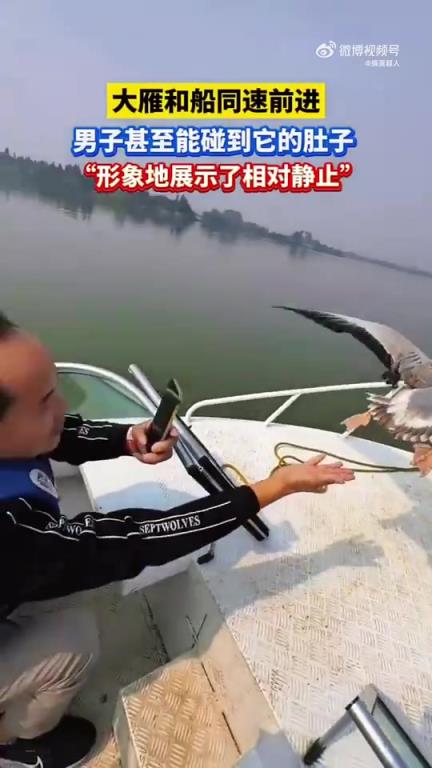 大雁和船同速前進,男子甚至能碰到它的肚子!!