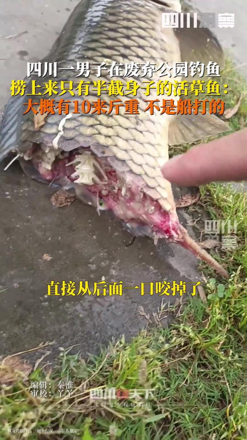 男子废弃公园钓鱼捞到半截活鱼,像被直接从后面一口咬掉……