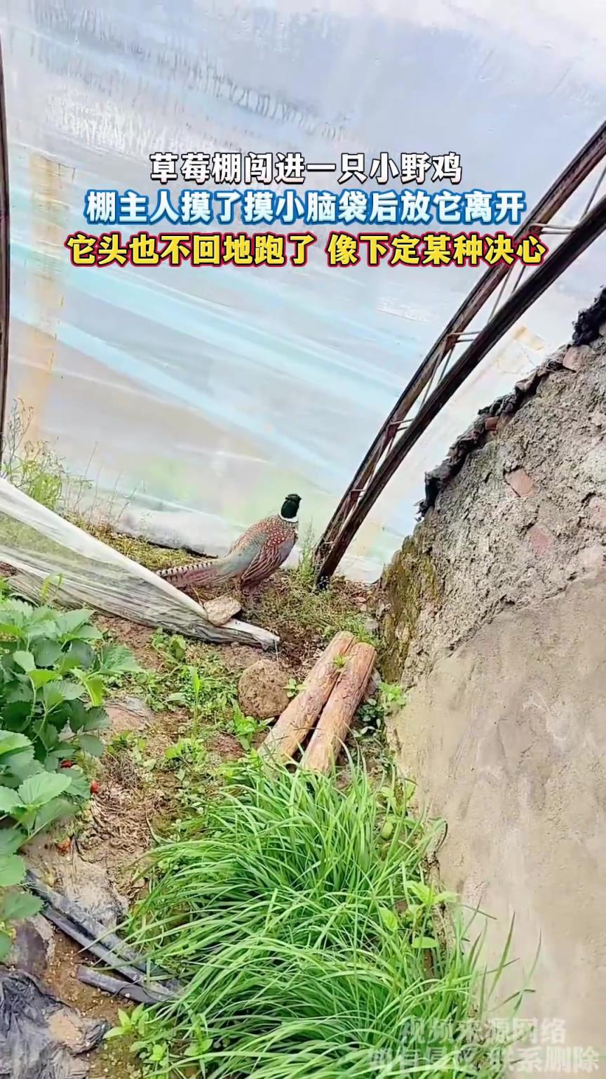 草莓棚闖進(jìn)一只小野雞，棚主人摸了摸小腦袋后放它離開