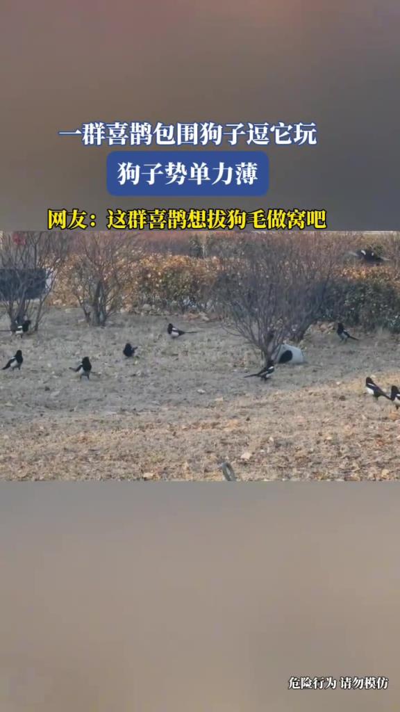 一群喜鵲包圍狗子逗它玩，狗子勢單力薄