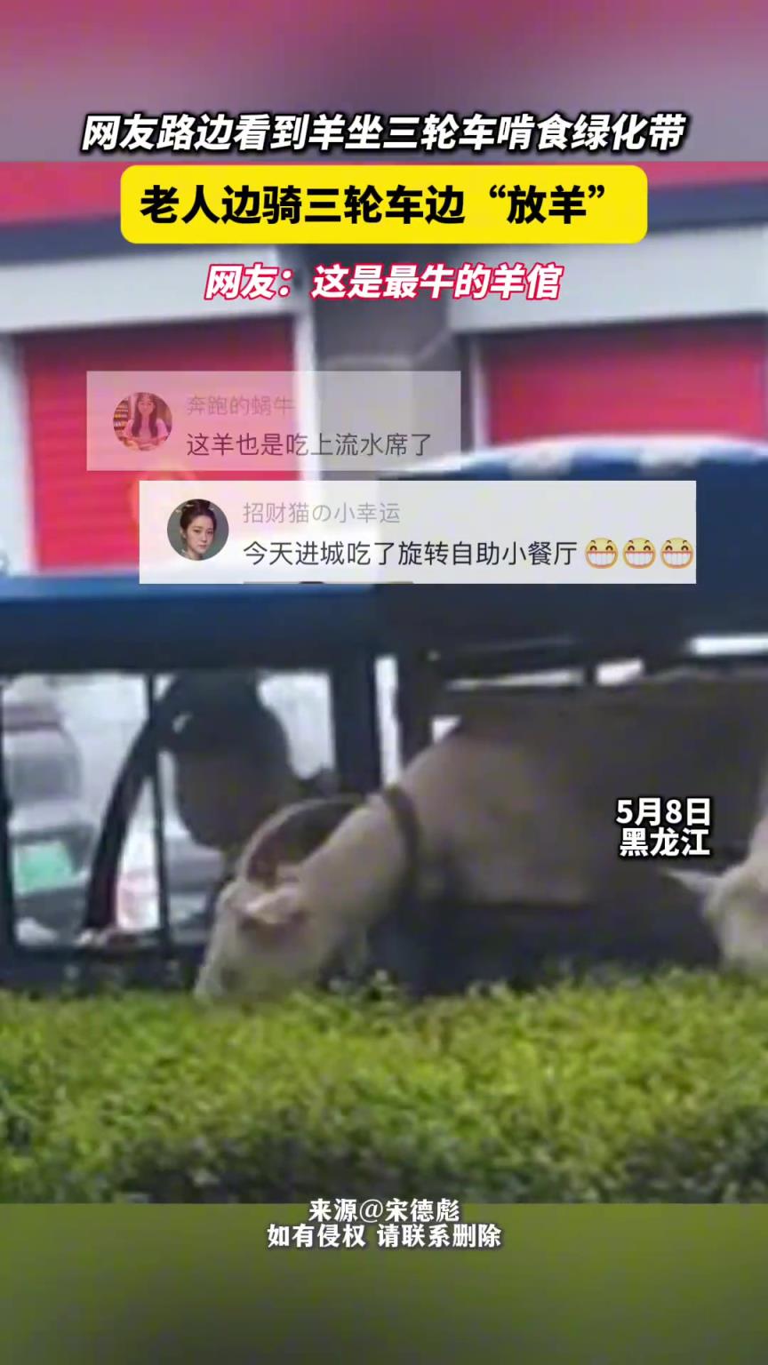 網友路邊看到羊坐三輪車啃食綠化帶