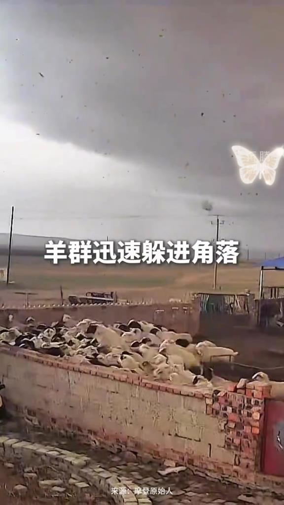 龙卷风来袭，羊群提前感知