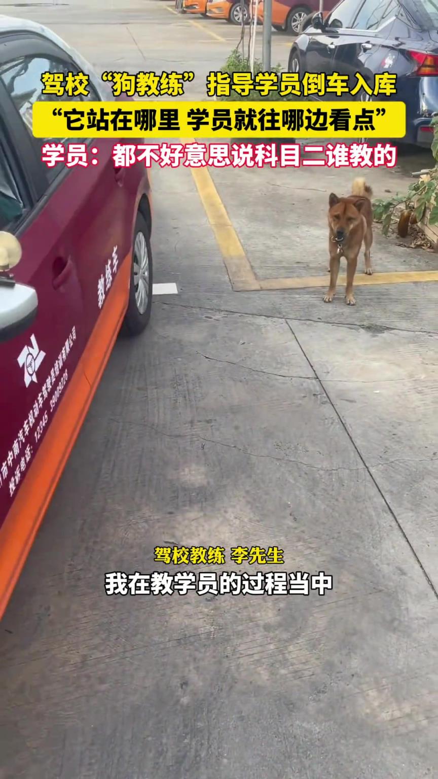 驾校狗狗“指导”学员练习科目二，从小在训练场长大已经记住点位