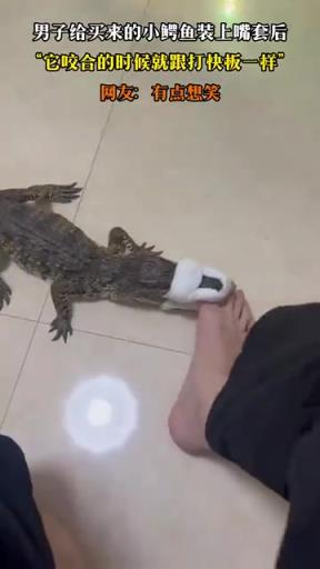 小鱷魚戴嘴套像打快板，網友笑噴