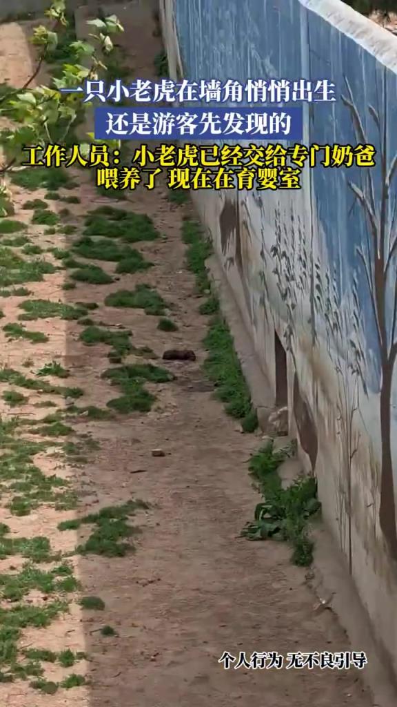 小老虎墙角悄悄出生，游客率先发现