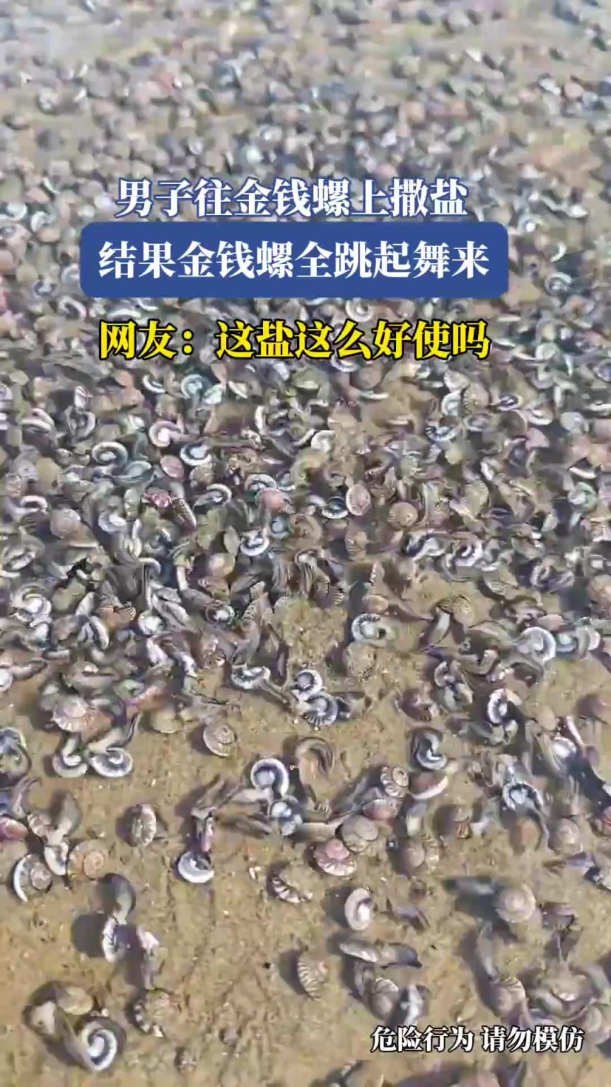 男子往金钱螺上撒盐，结果金钱螺全跳起舞来