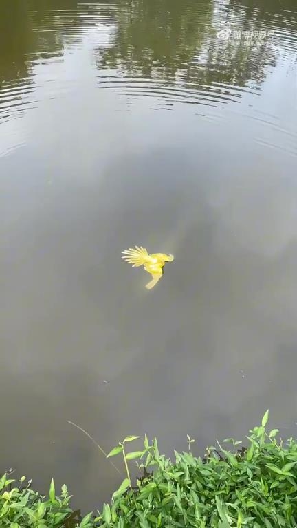 公園拍到全身金黃色的鳥，請(qǐng)問這是什么鳥？
