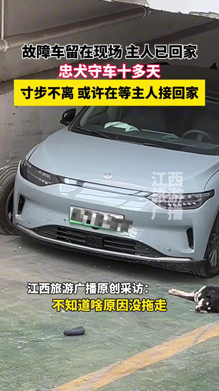 狗狗默默守在事故車旁十余天