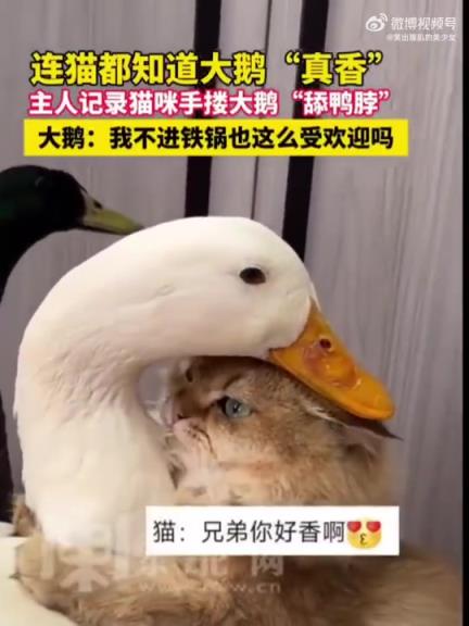 貓都對(duì)大鵝的美味“了如指掌”