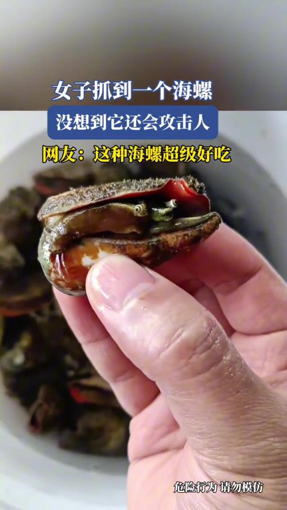 女子抓到一個(gè)寄居蟹,沒想到它還會(huì)攻擊人!!!