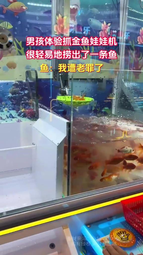 男孩体验抓金鱼娃娃机 很轻易地捞出了一条鱼
