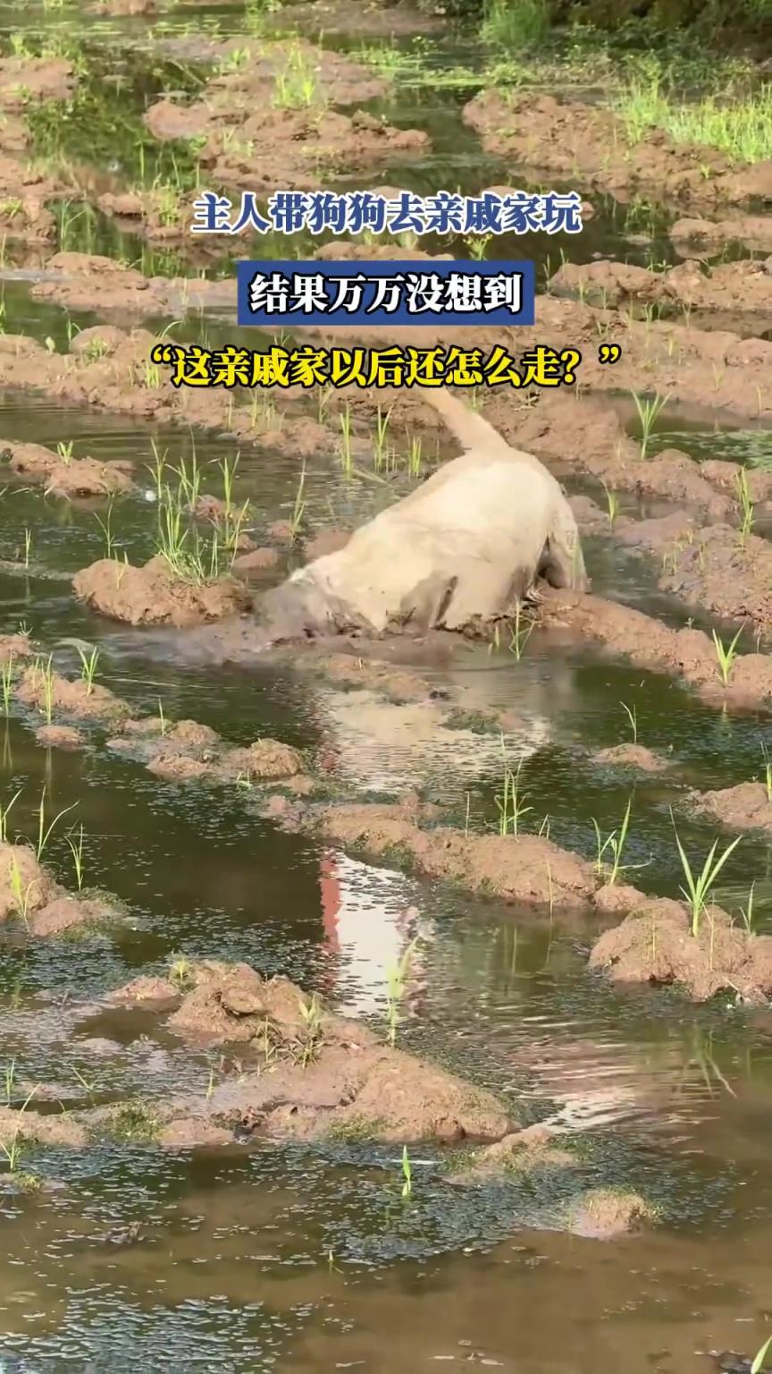 主人帶狗狗去親戚家玩，結果沒想到，“這親戚家以后還怎么走？”