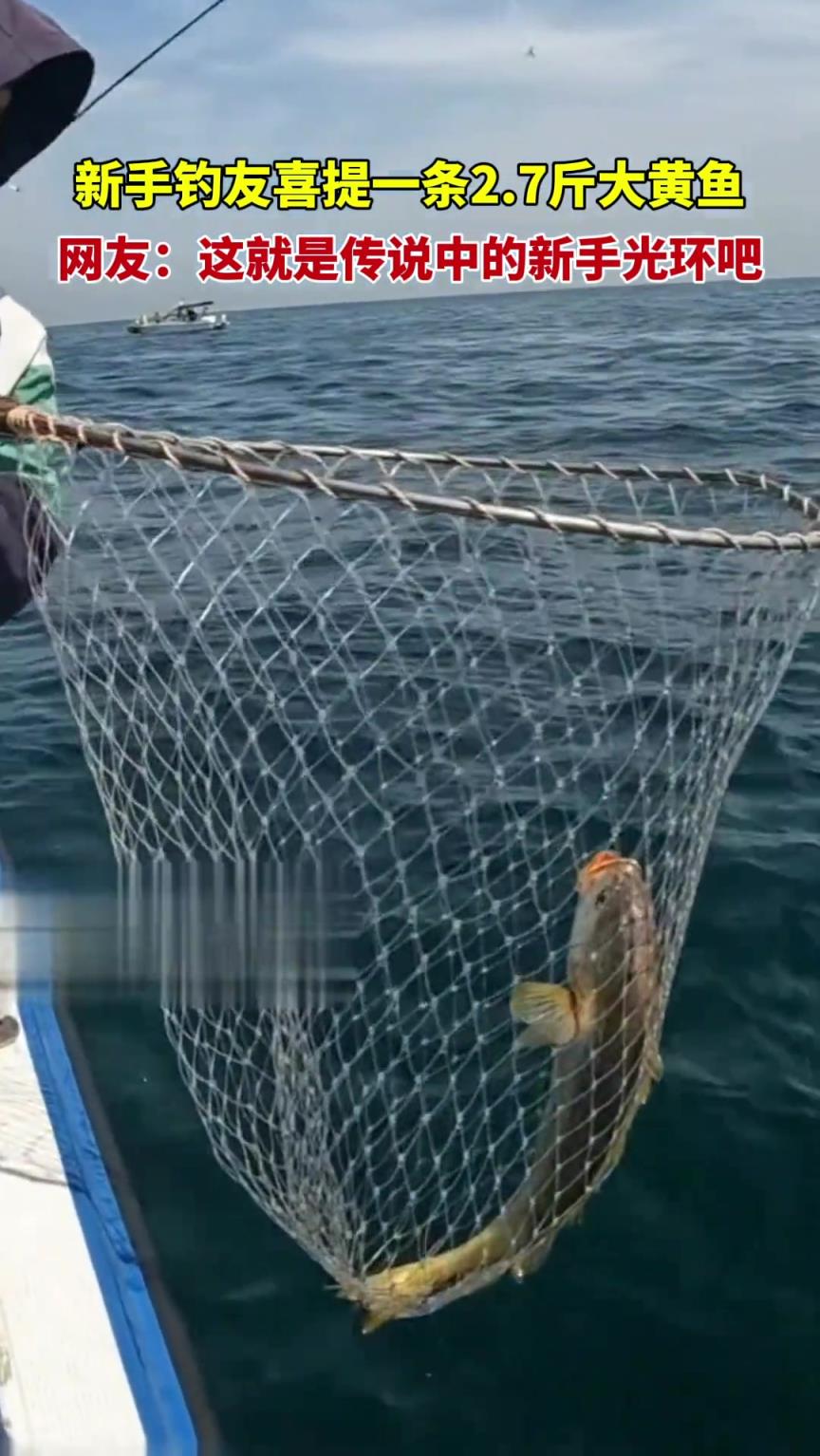 新手釣友喜提一條2.7斤大黃魚