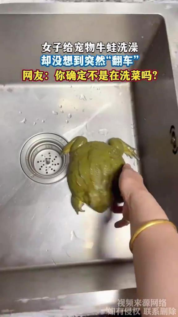 女子给牛蛙洗澡 “翻车”，网友调侃像洗菜