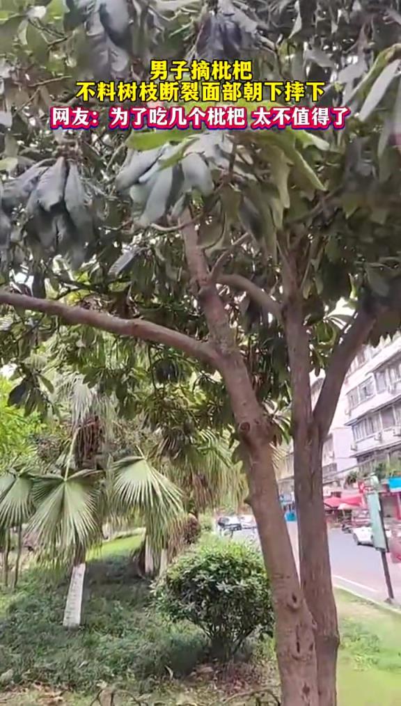 樹枝斷裂面部朝下摔下,為了吃幾個枇杷,太不值得了!!!