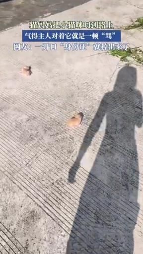 猫妈叼娃被骂，主人又气又无奈