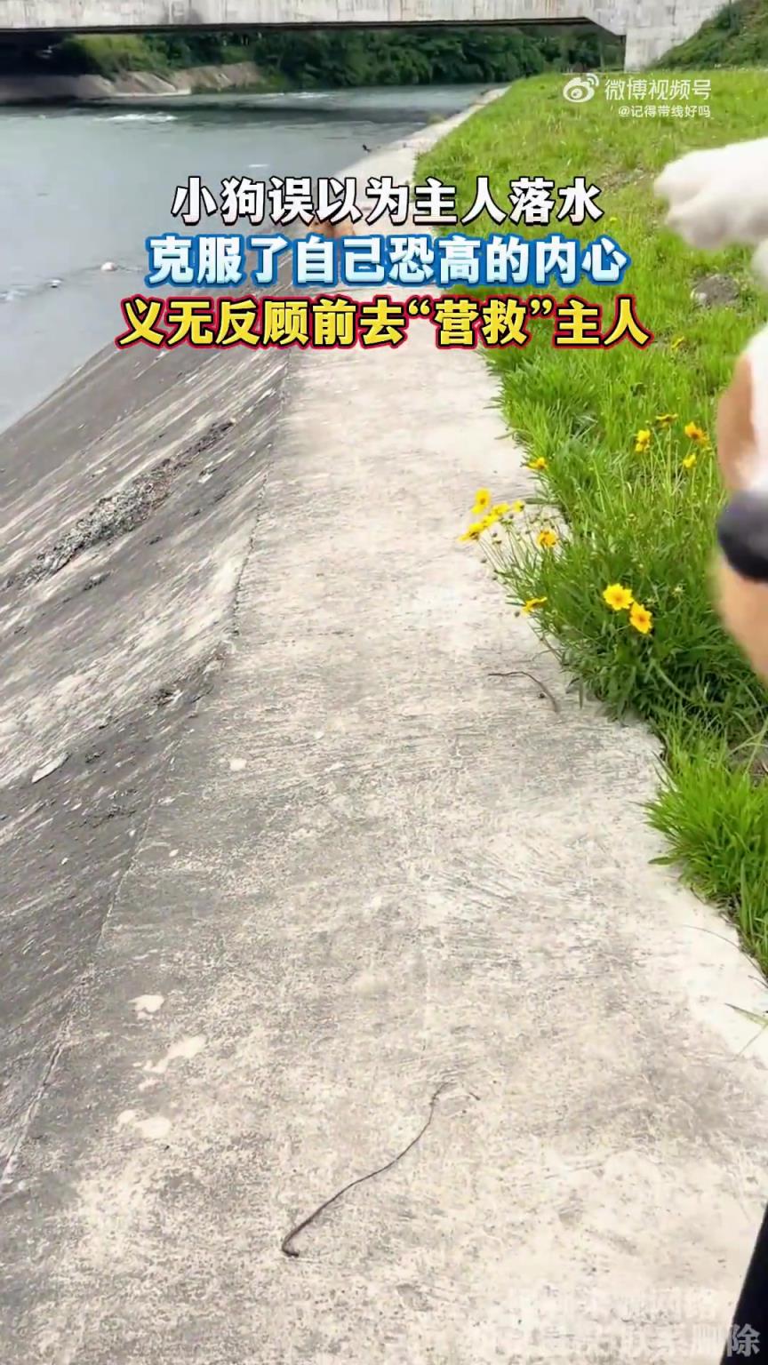 小狗誤以為主人落水，克服了自己恐高的內(nèi)心
