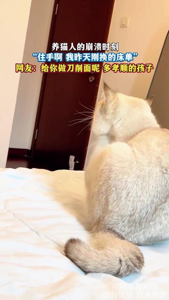 養(yǎng)貓人的崩潰時刻