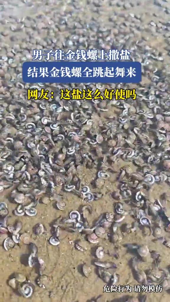 男子往金錢(qián)螺上撒鹽,結(jié)果金錢(qián)螺全跳起舞來(lái)!!!