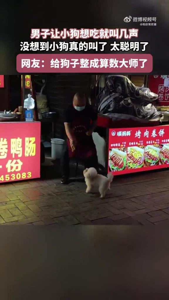 小狗聽懂指令叫幾聲，聰明程度爆表