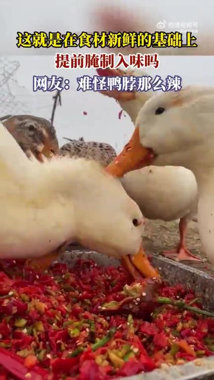 在食材新鮮基礎(chǔ)上提前腌制入味？網(wǎng)友：難怪鴨脖那么辣
