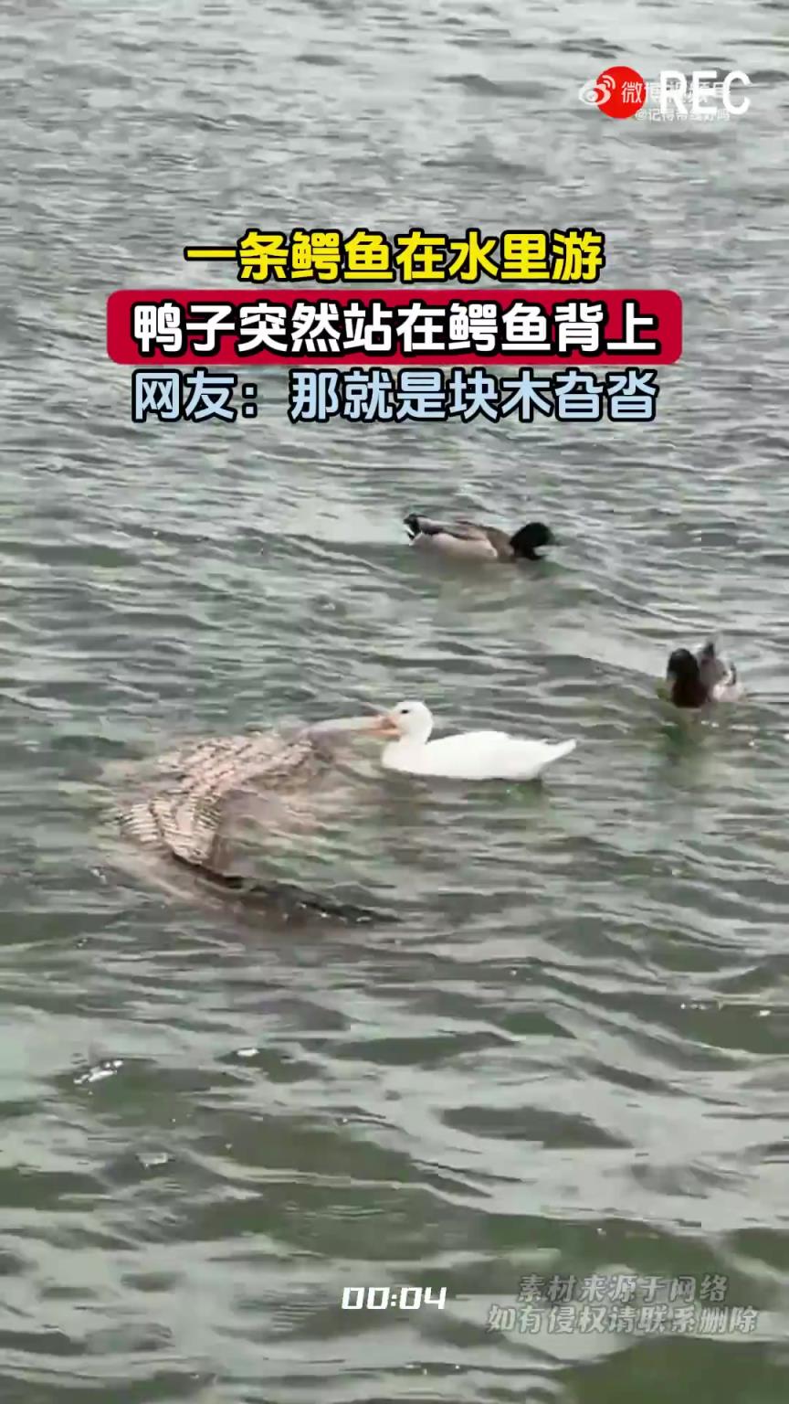 一条鳄鱼在水里游，鸭子突然站在鳄鱼背上