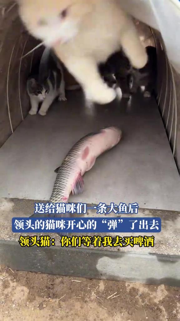 送給貓咪們一條大魚后 領頭的貓咪開心的彈了出去
