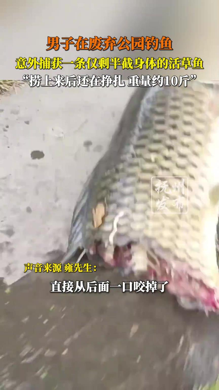 男子在废弃公园钓鱼，意外捕获一条仅剩半截身体的活草鱼